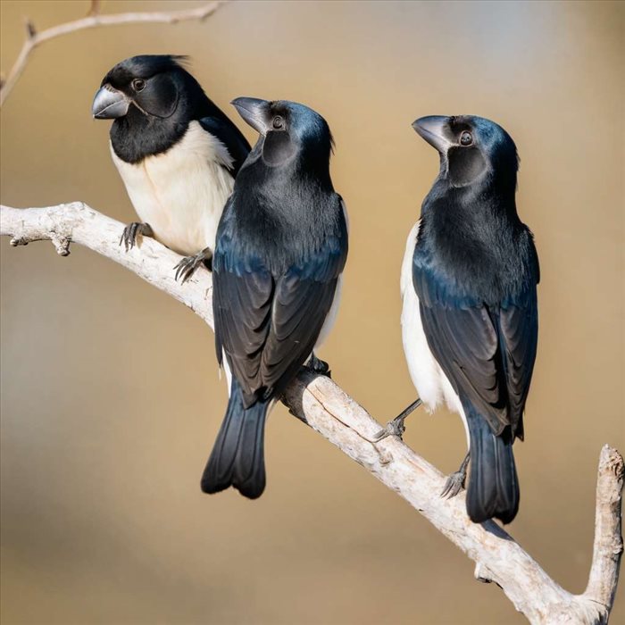 Huginn et Muninn : Les Corbeaux d'Odin Dévoilés