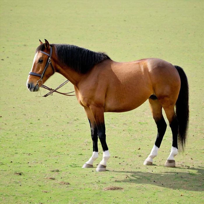 Origines et Mythes du Cheval à Huit Jambes Sleipnir